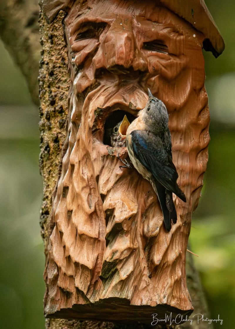 Chirp photo