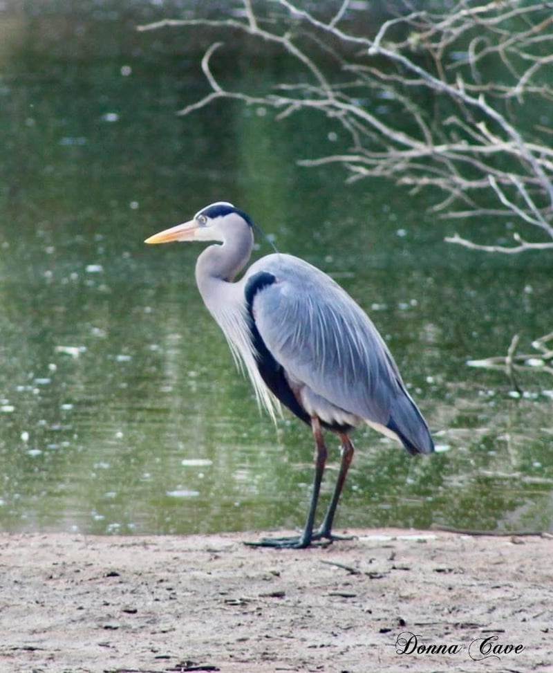 Chirp photo