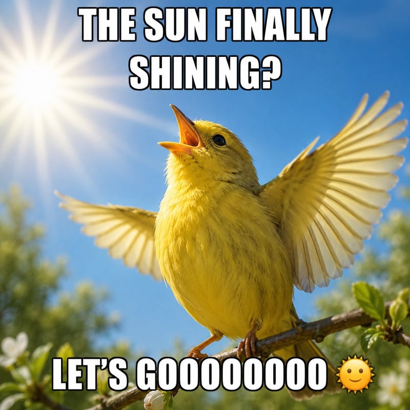 Chirp photo