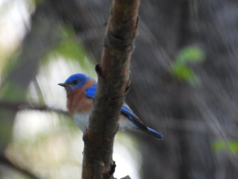 Chirp photo