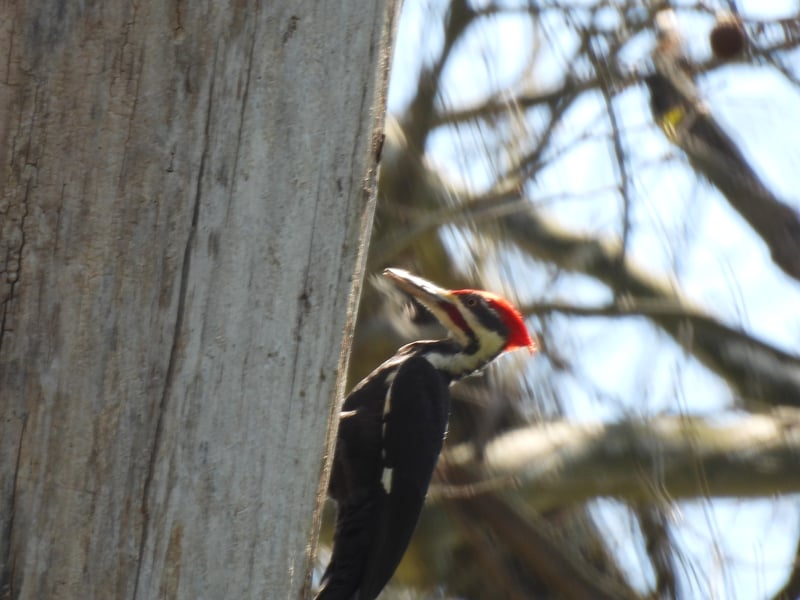 Chirp photo