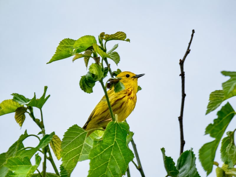 Chirp photo