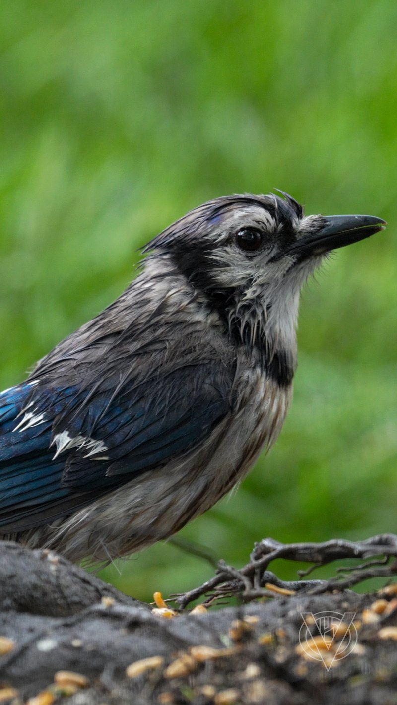 Chirp photo