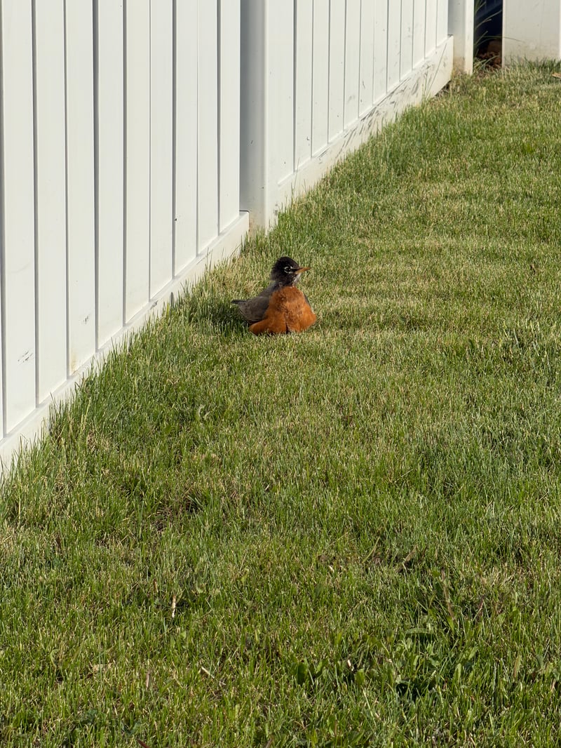 Chirp photo