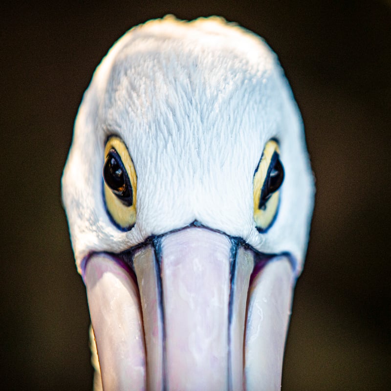 Chirp photo