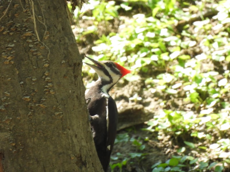 Chirp photo