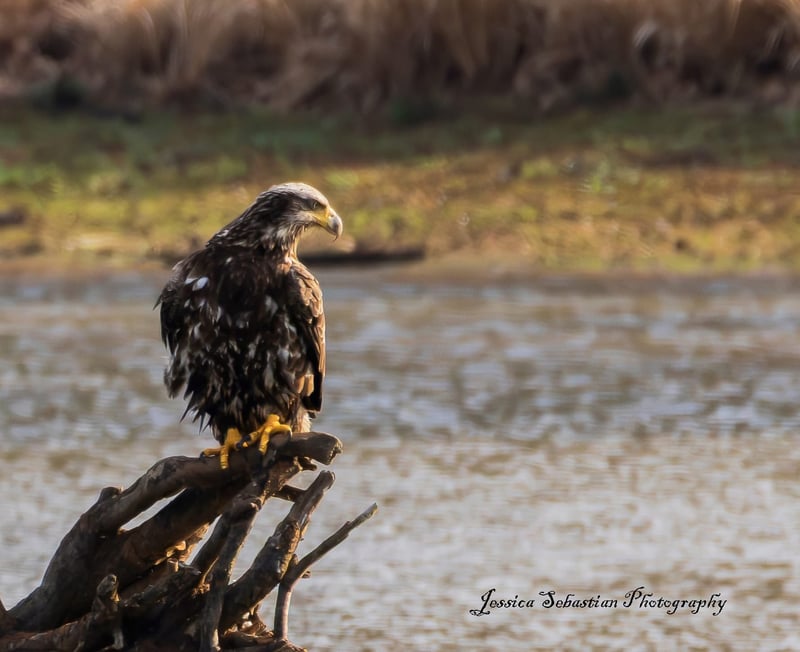 Chirp photo