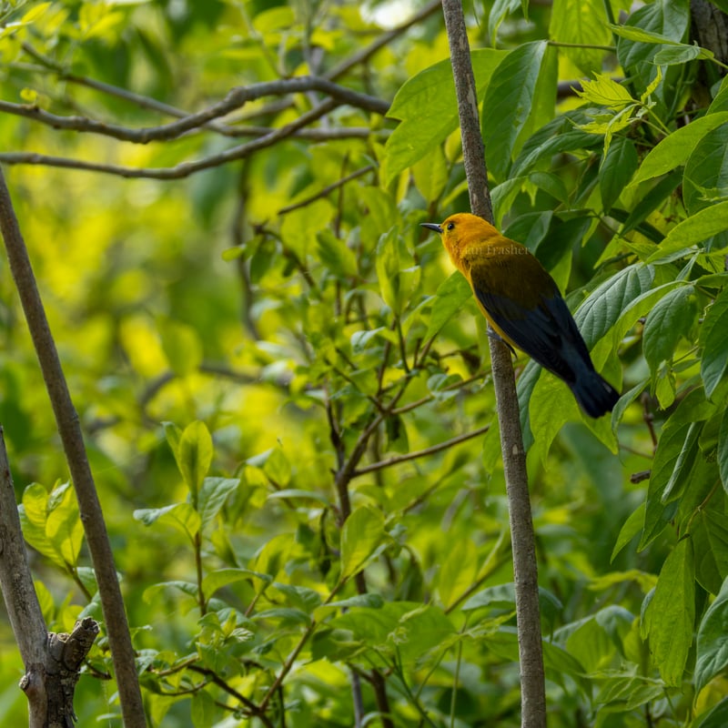 Chirp photo