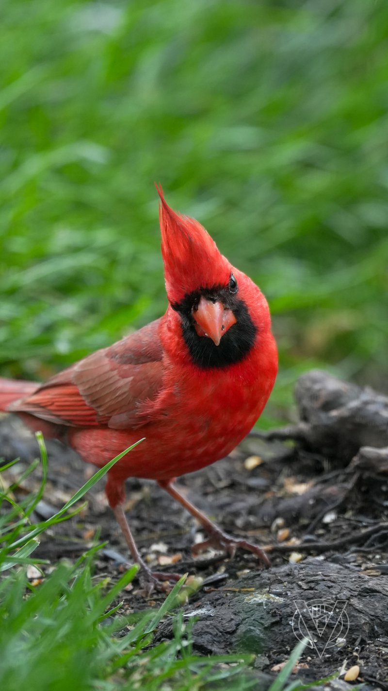 Chirp photo