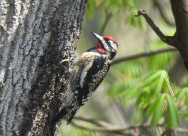 Yellow-bellied Sapsucker