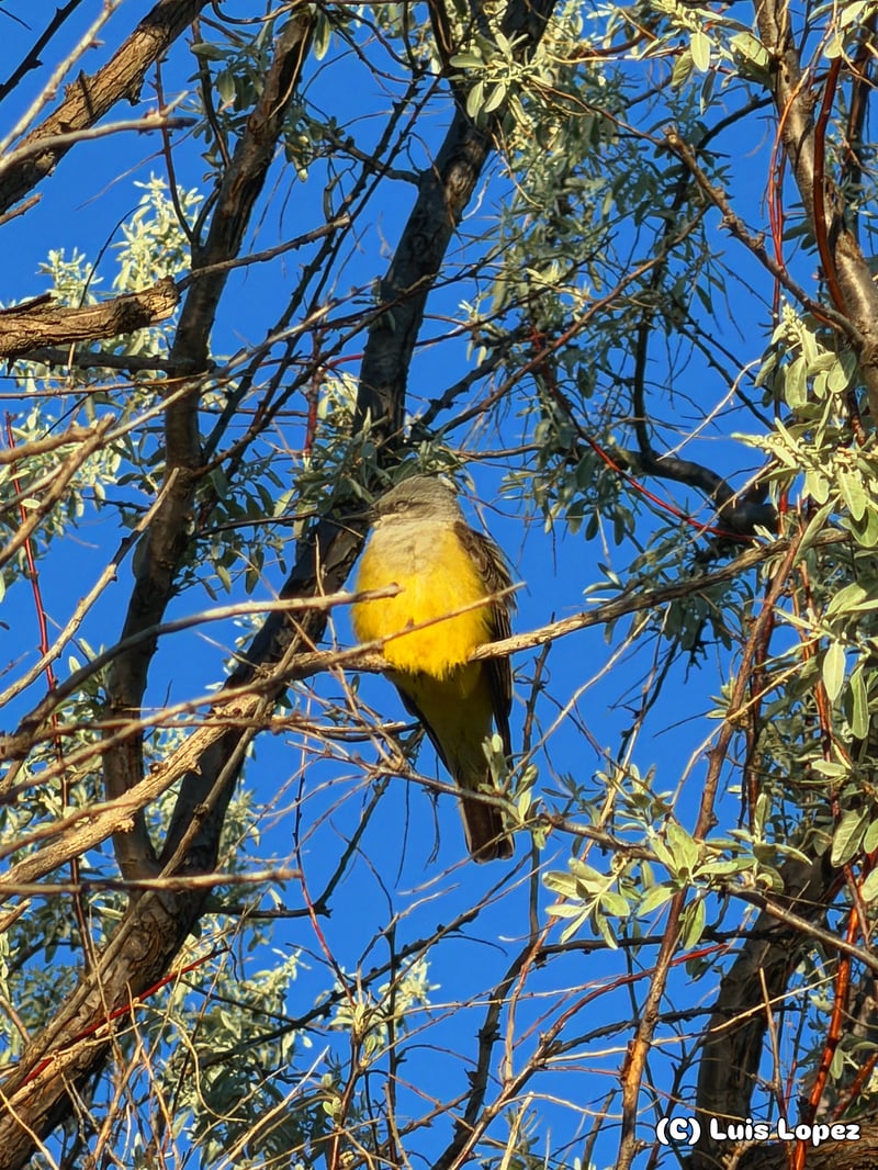 Chirp photo