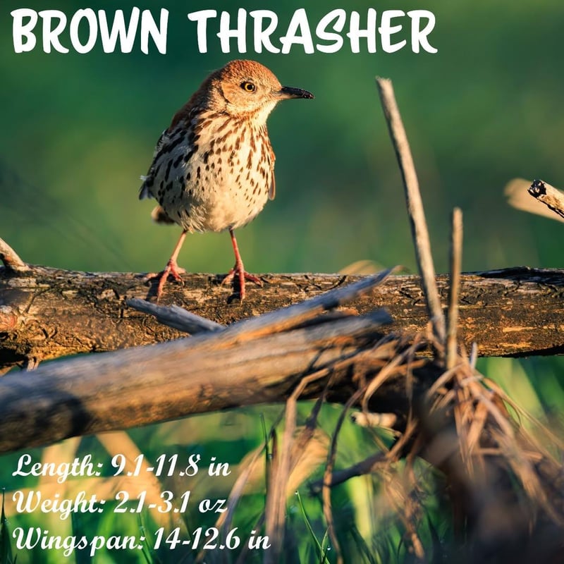 Chirp photo
