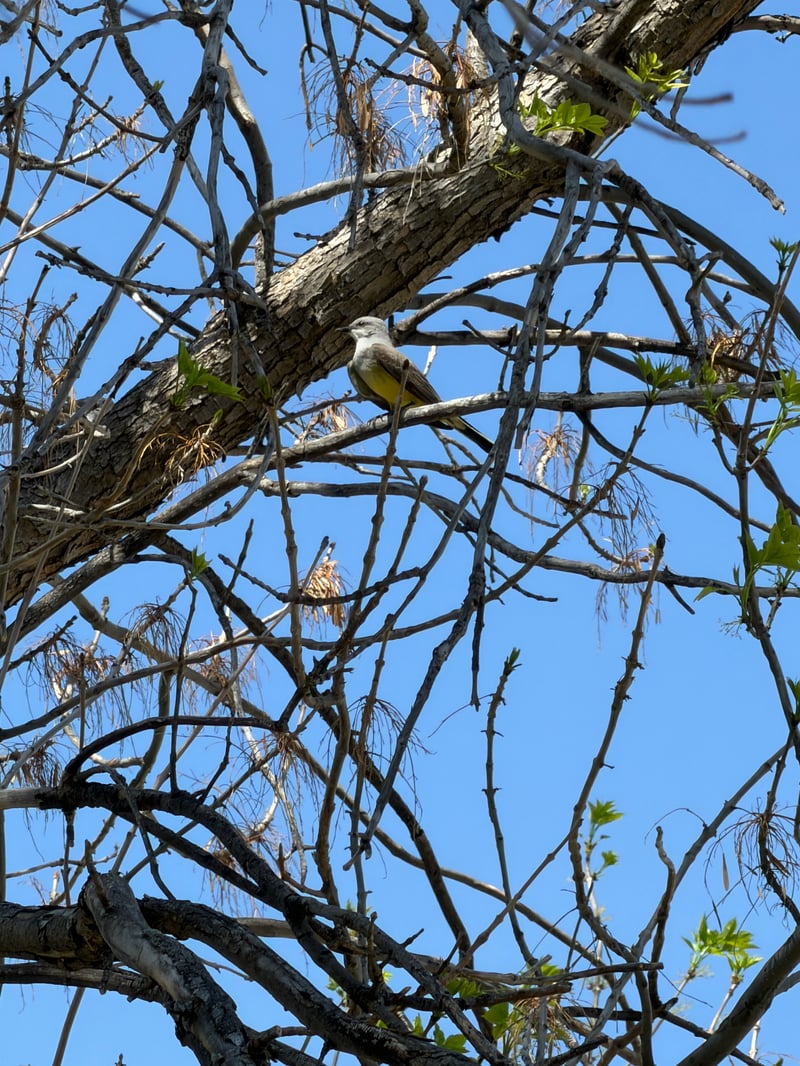 Chirp photo
