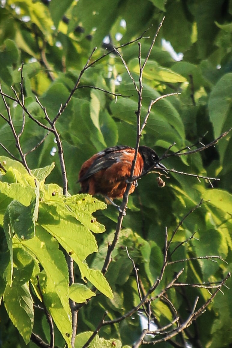 Chirp photo