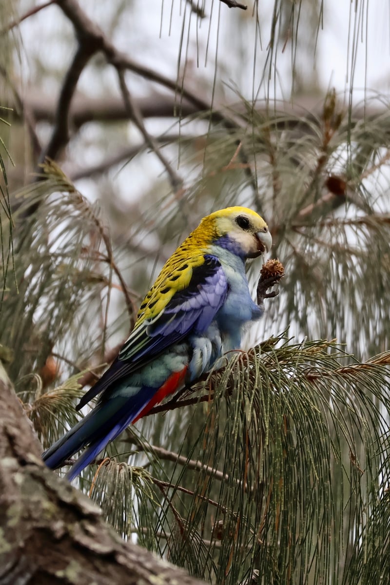 Chirp photo