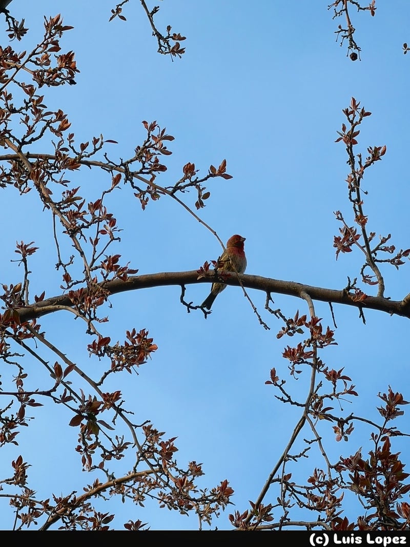 Chirp photo