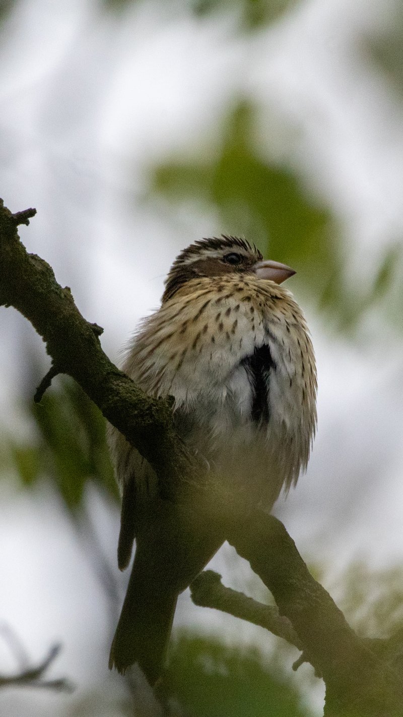 Chirp photo