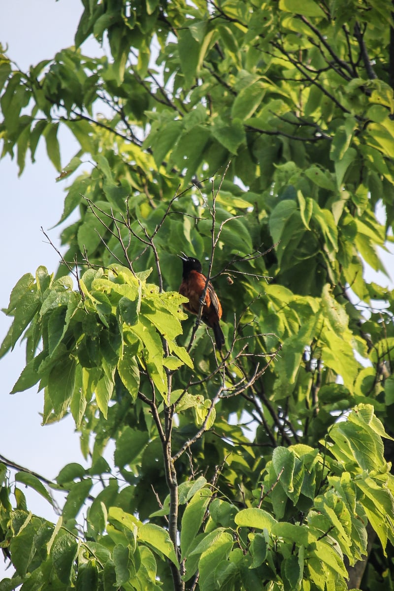 Chirp photo