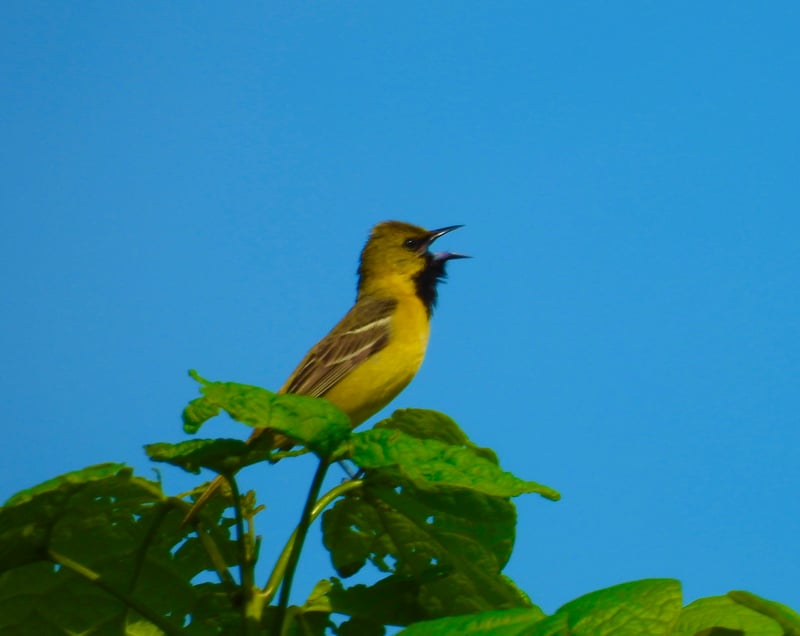 Chirp photo