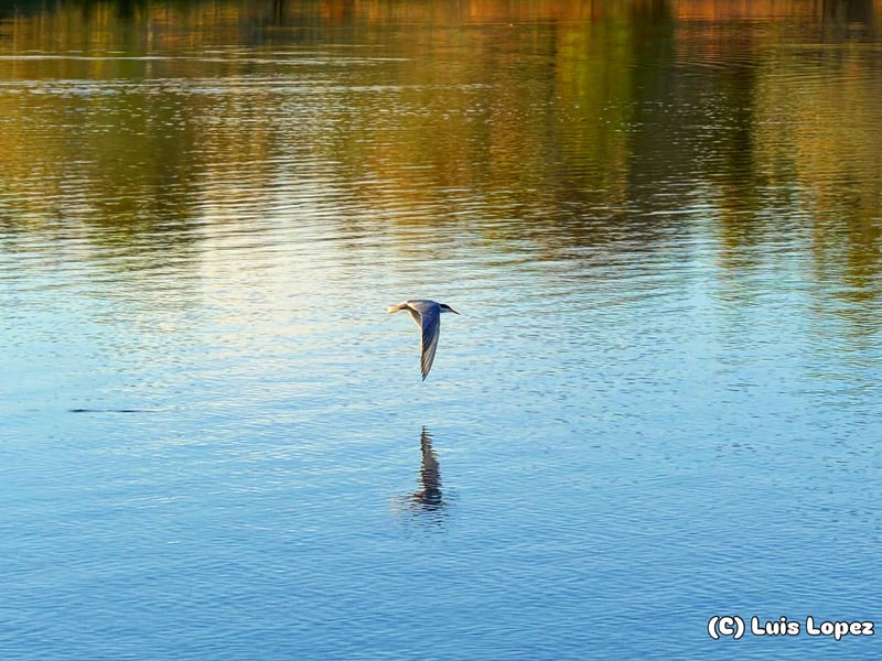 Chirp photo