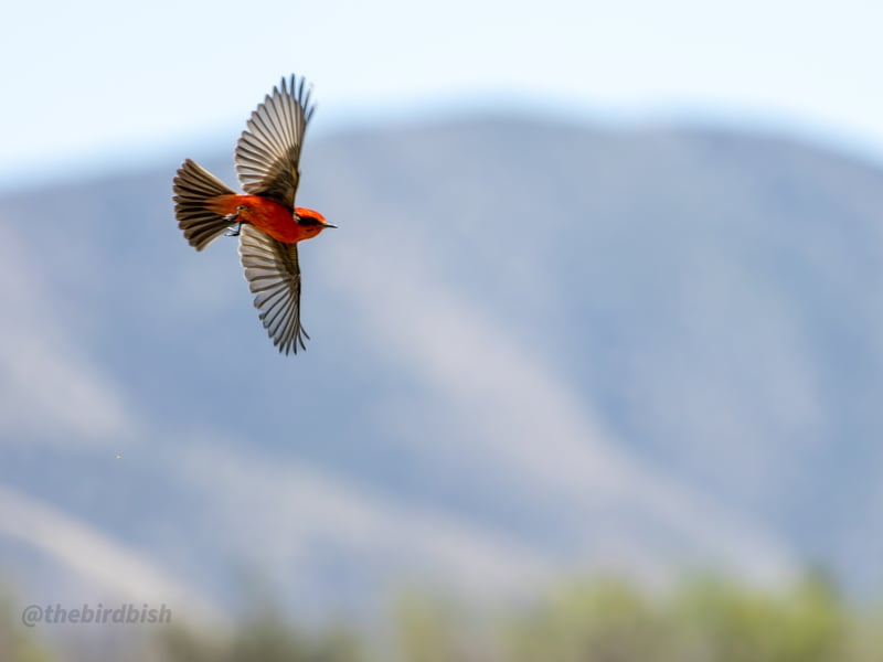 Chirp photo