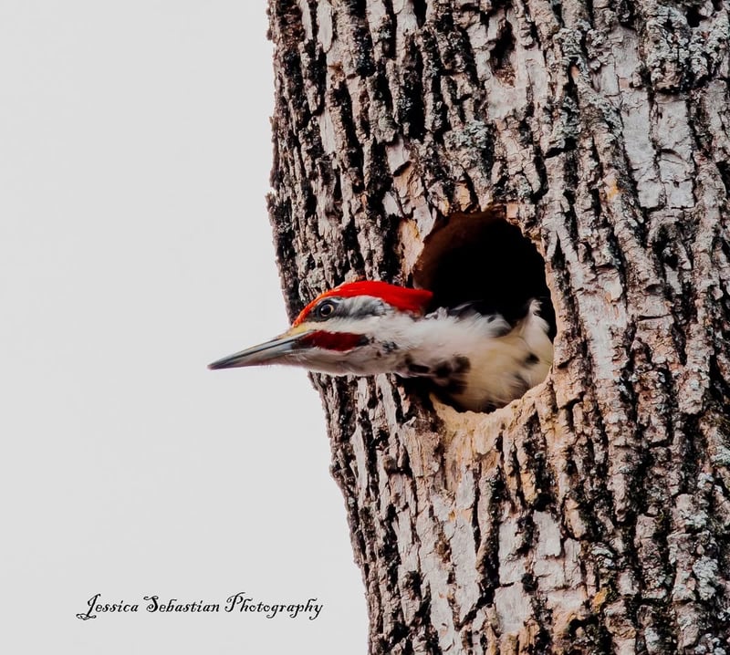 Chirp photo