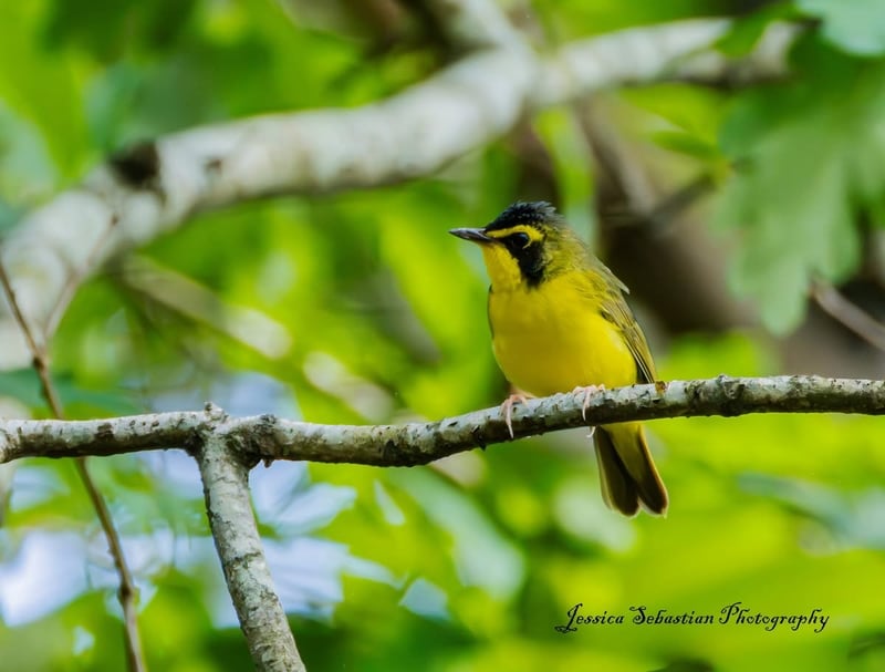 Chirp photo