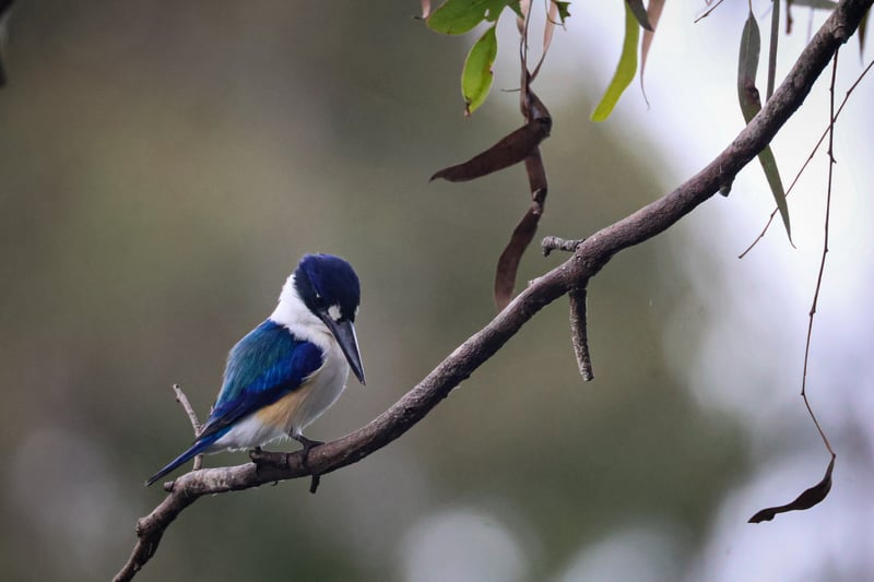 Chirp photo