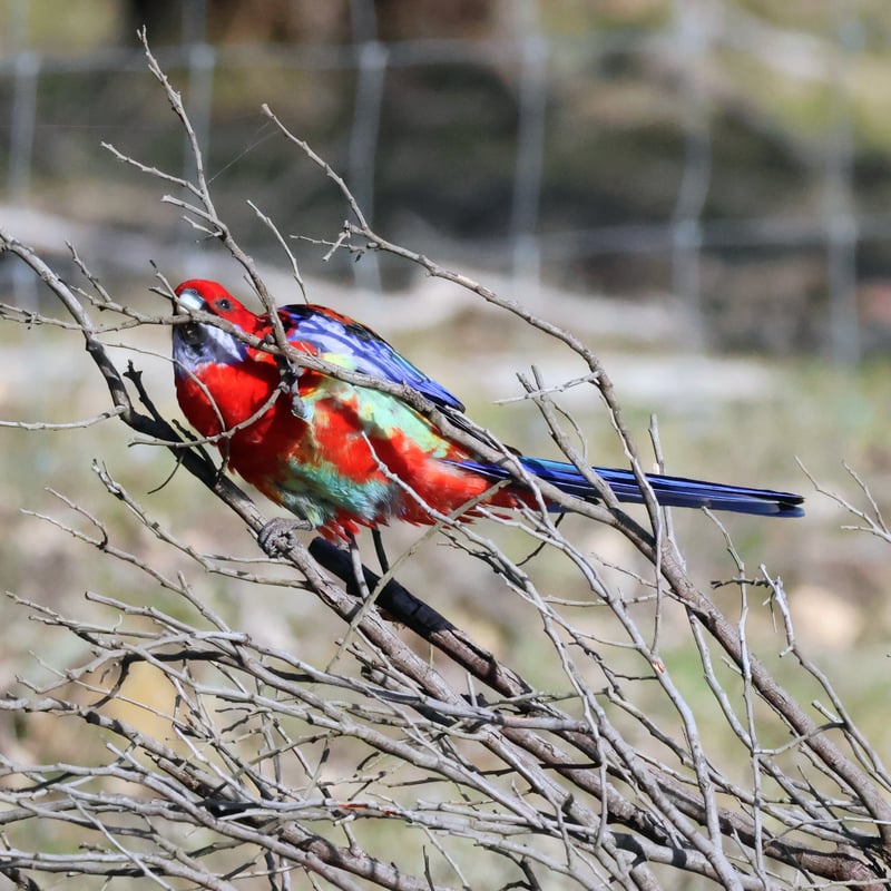 Chirp photo