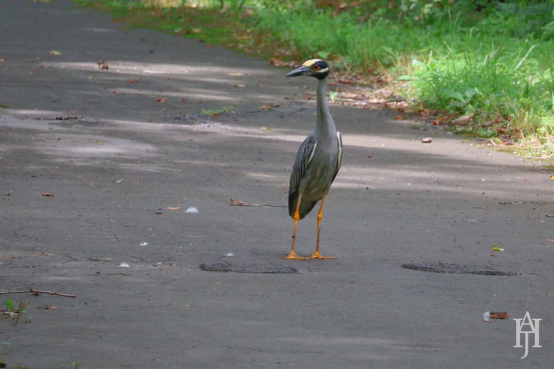 Chirp photo