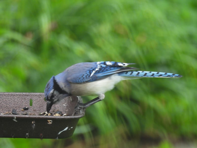 Chirp photo