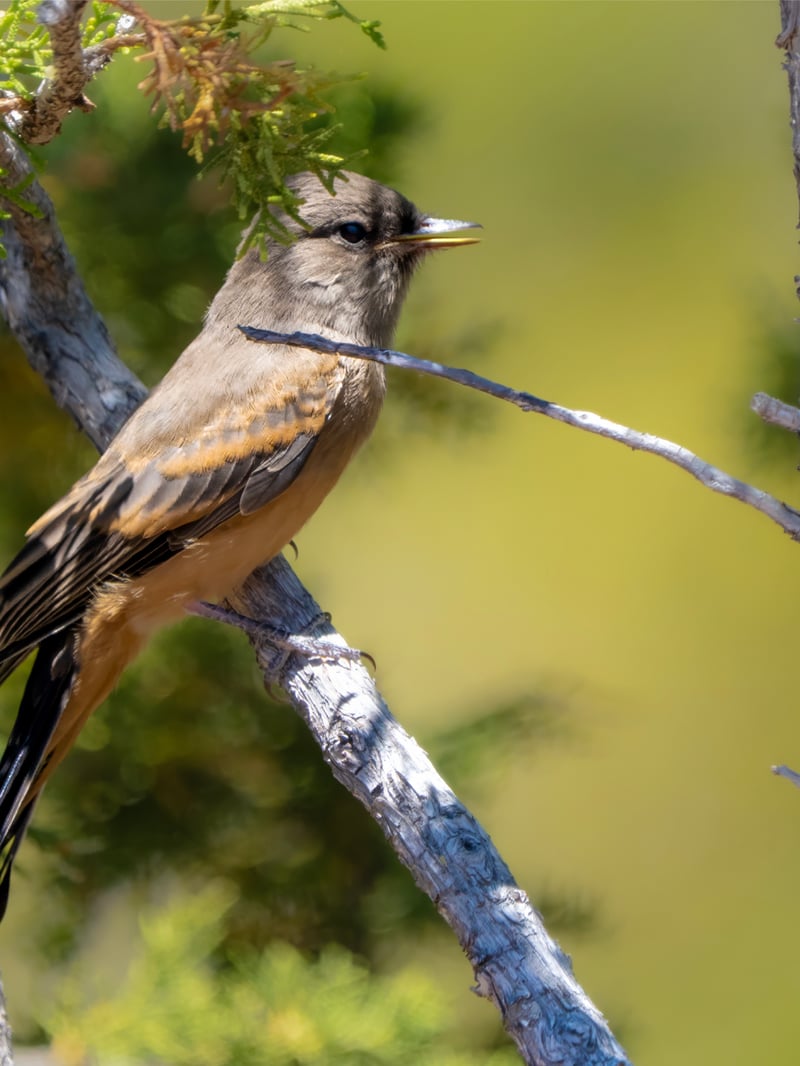 Chirp photo