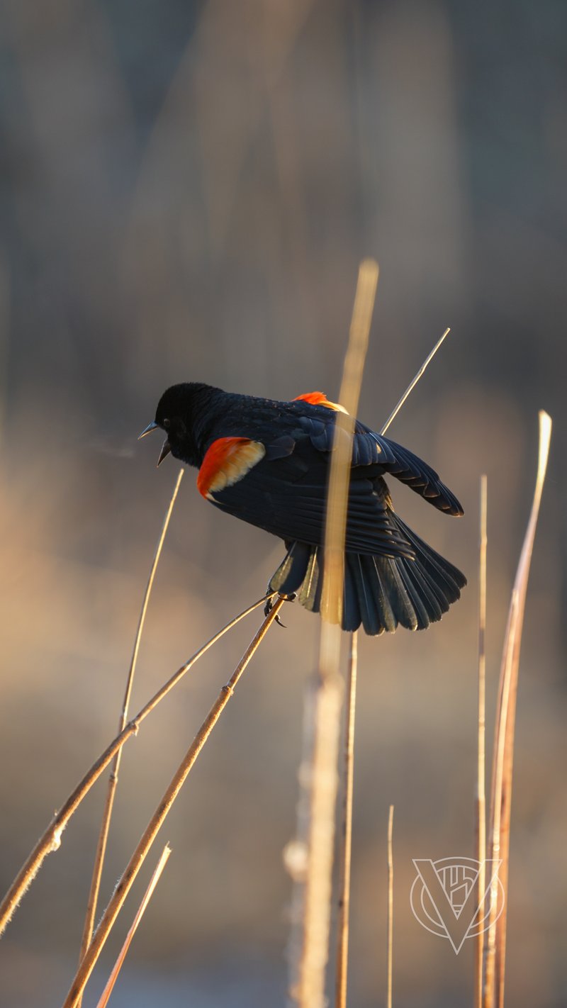Chirp photo