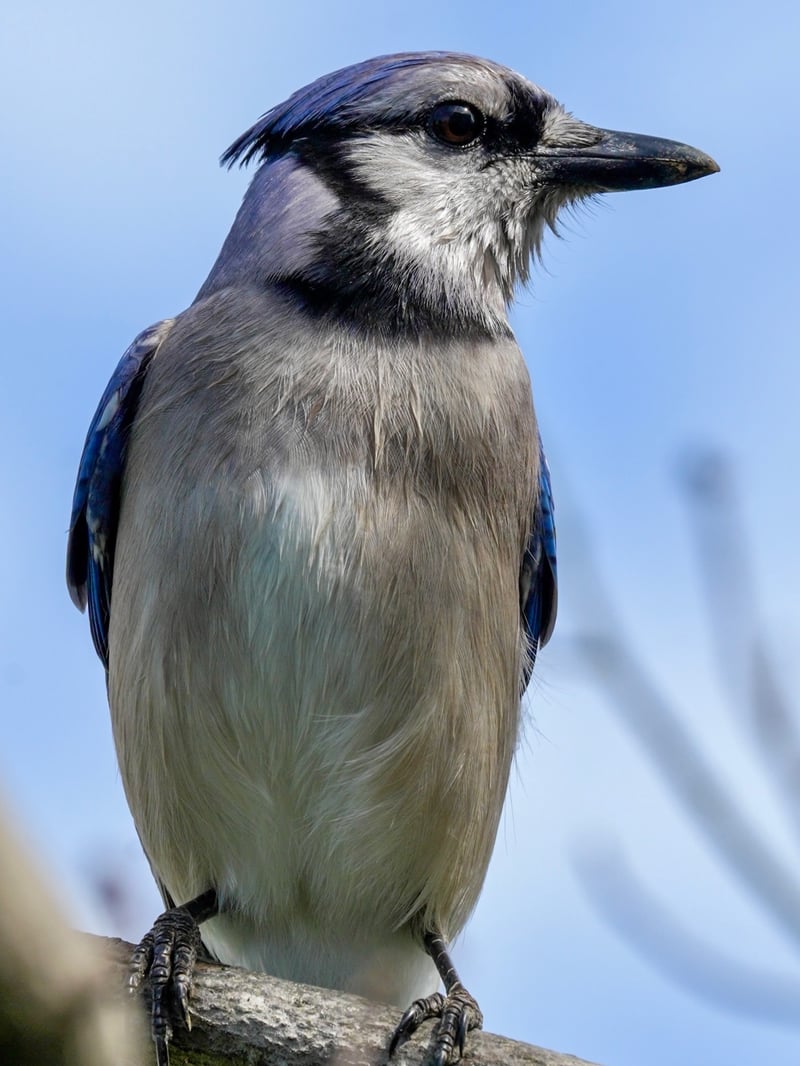 Chirp photo