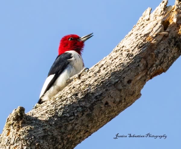 Red-headed Woodpecker