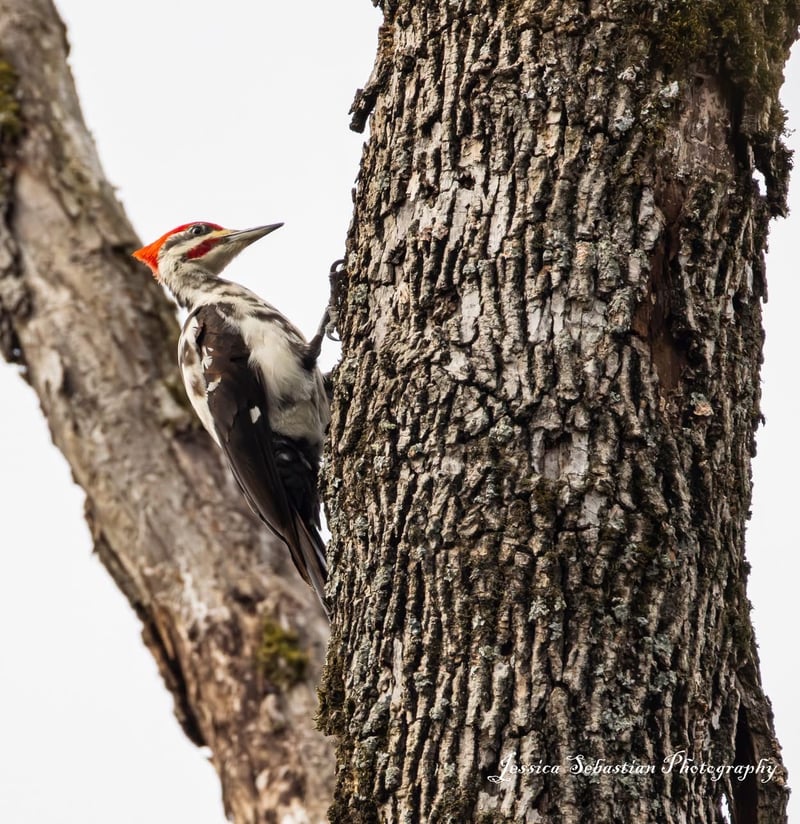 Chirp photo