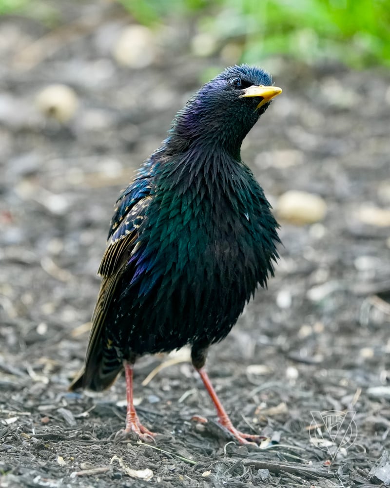 Chirp photo
