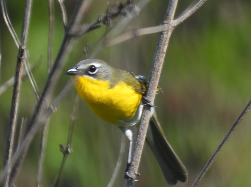 Yellow-breasted Chat