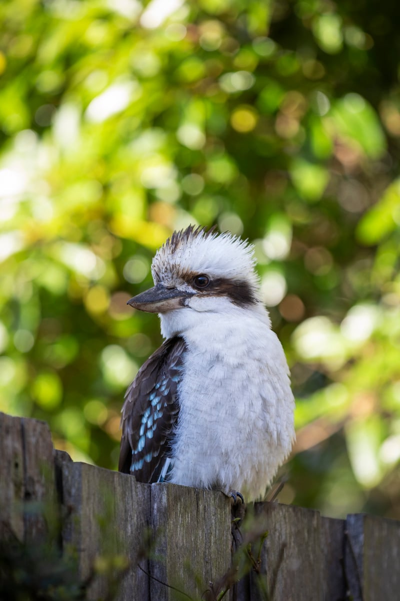 Chirp photo