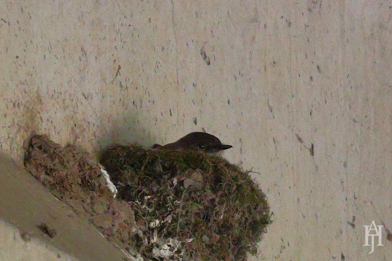 Chirp photo