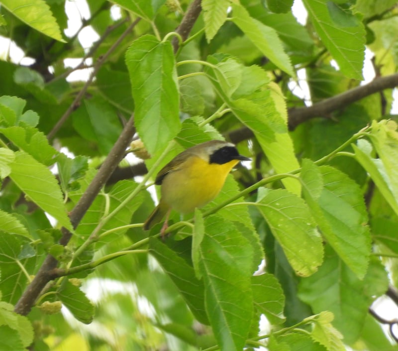 Chirp photo