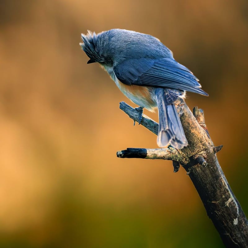 Chirp photo