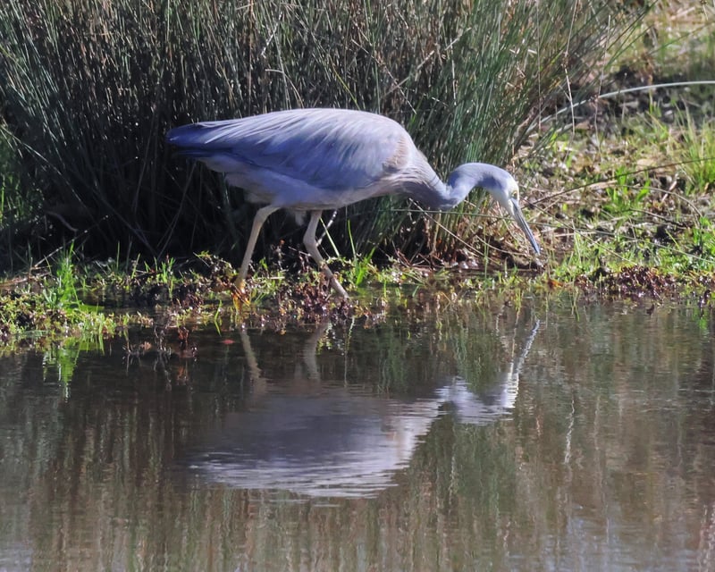 Chirp photo