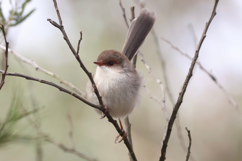 Chirp photo
