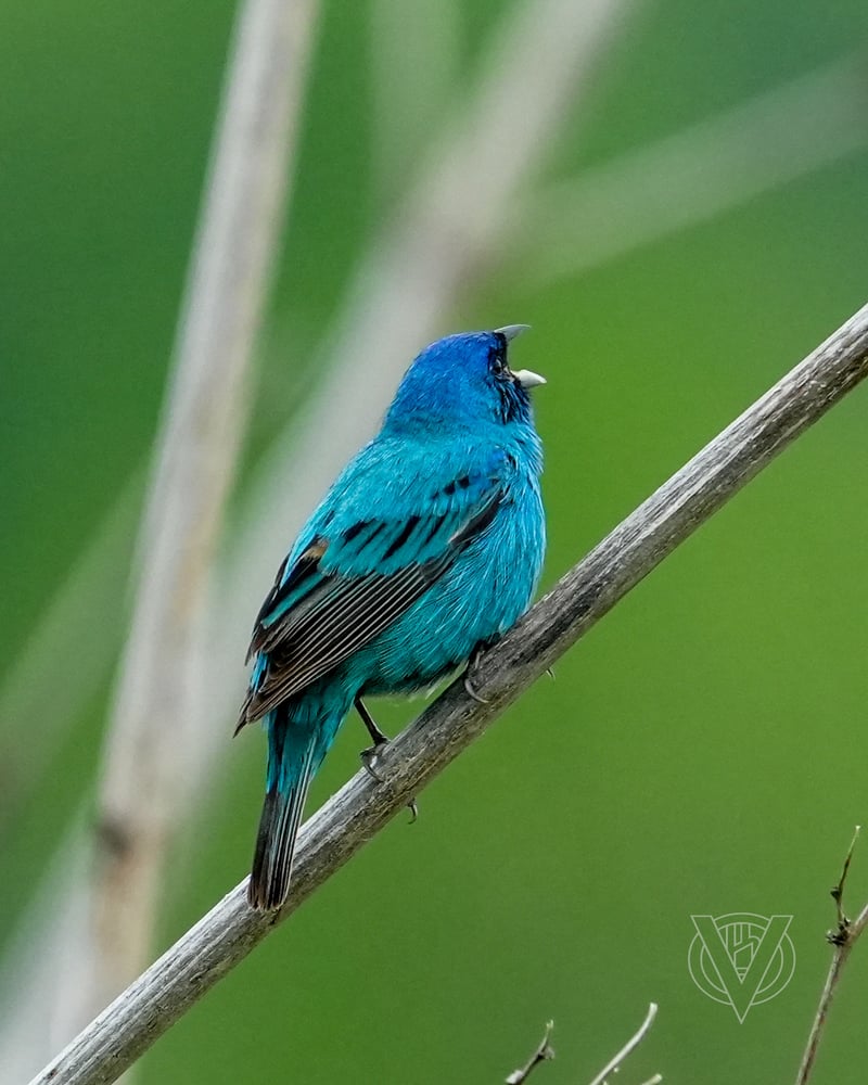 Chirp photo