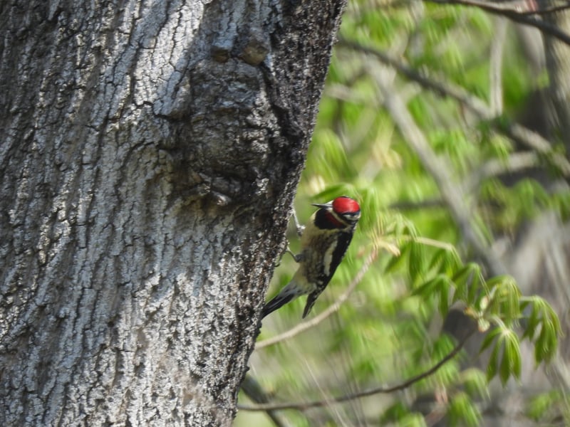 Chirp photo
