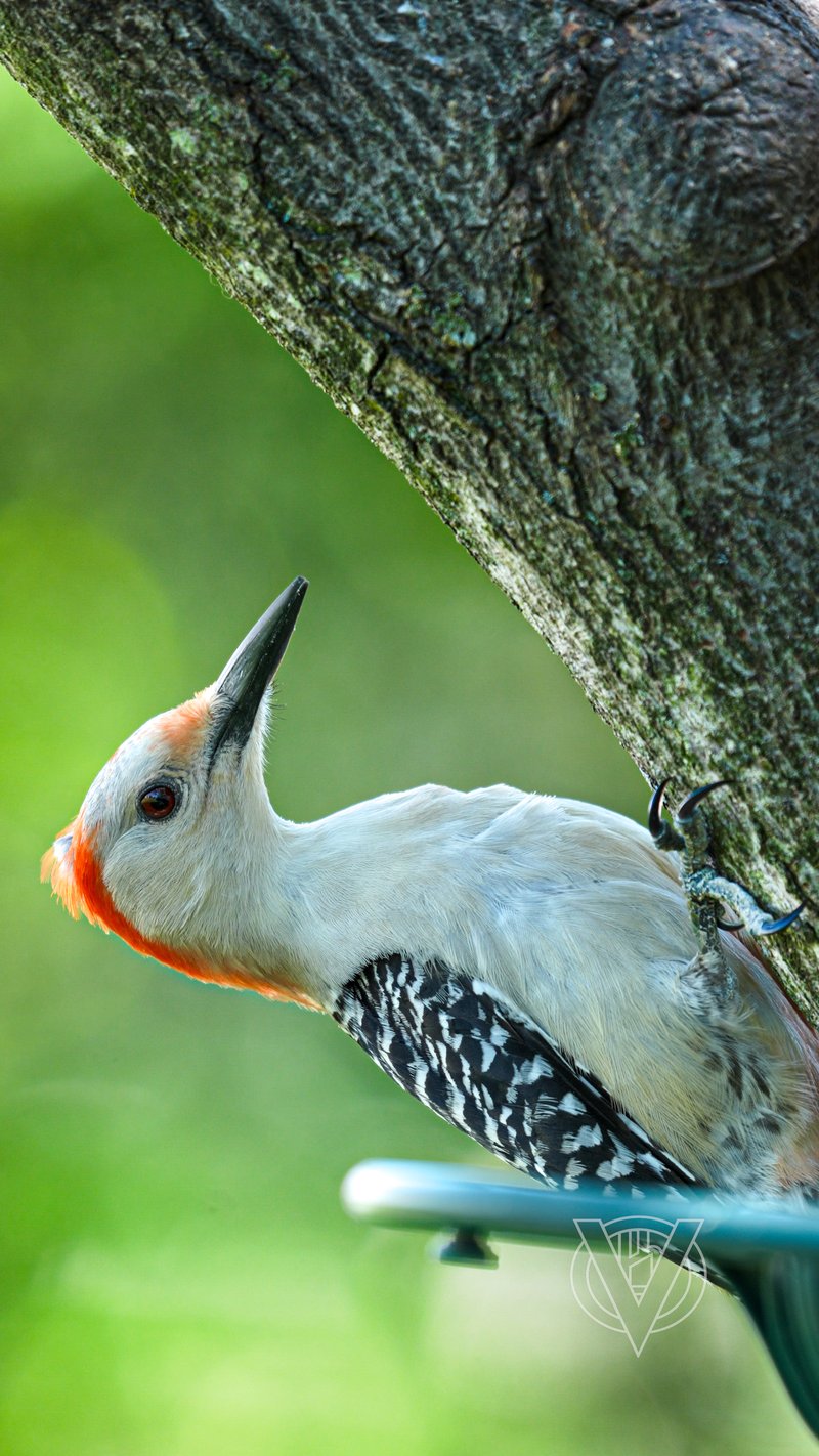 Chirp photo