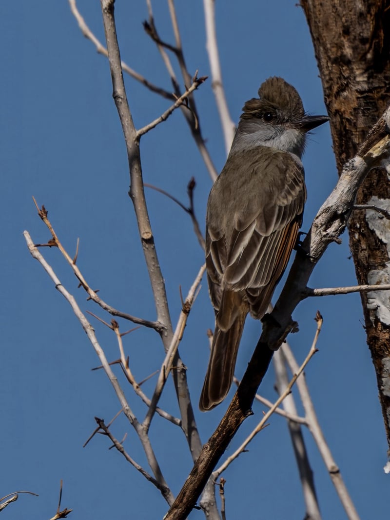Chirp photo