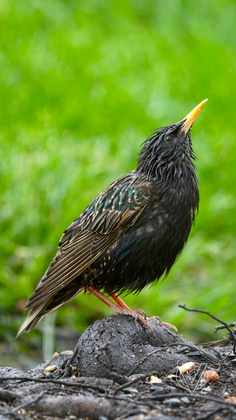 Chirp photo