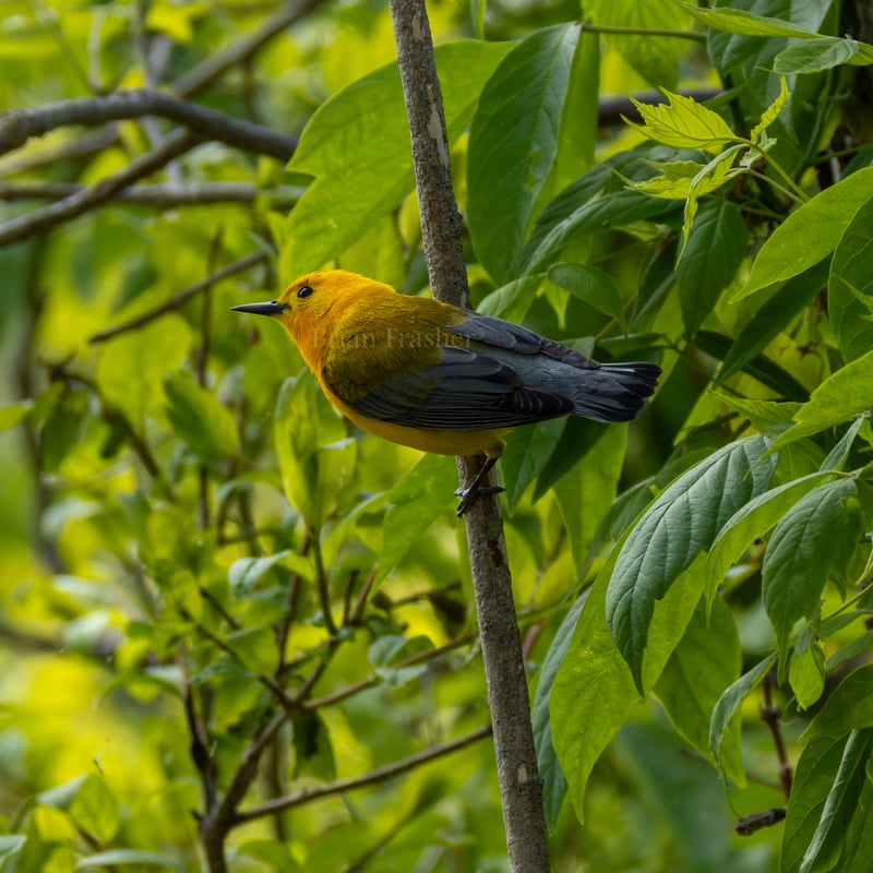 Chirp photo
